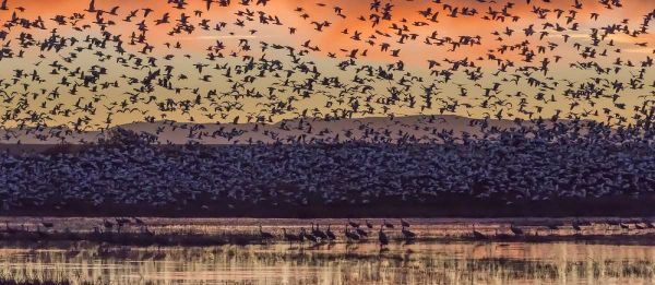 New Mexico Snow geese and Sandhill cranes